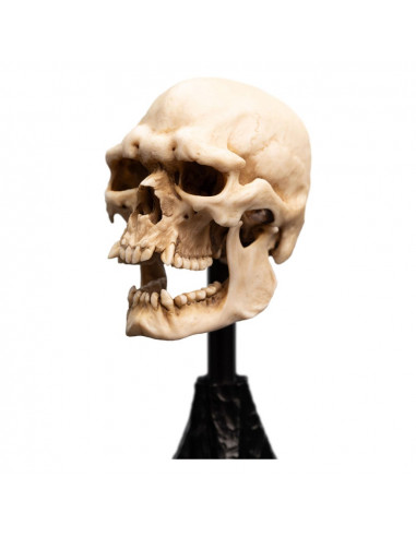 Lord of the Rings Mini Statue Skull of a Mordor Orc 14 cm
