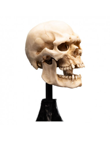 Lord of the Rings Mini Statue Skull of a Mordor Orc 14 cm