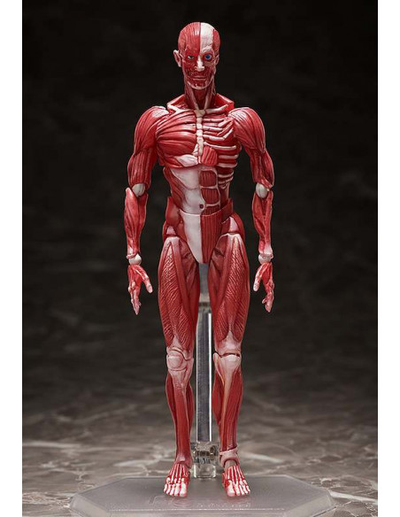 HUMAN ANATOMICAL MODEL FIGMA AF