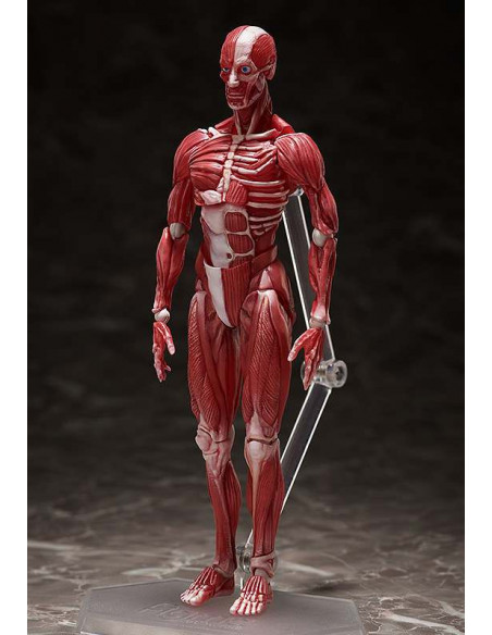 HUMAN ANATOMICAL MODEL FIGMA AF