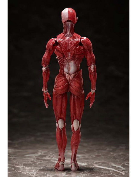 HUMAN ANATOMICAL MODEL FIGMA AF