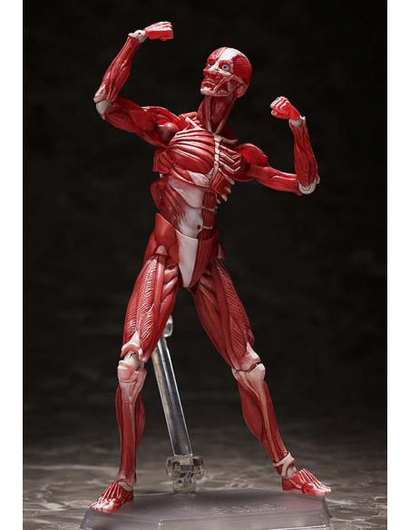 HUMAN ANATOMICAL MODEL FIGMA AF