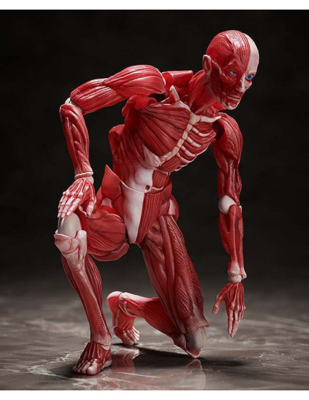 HUMAN ANATOMICAL MODEL FIGMA AF