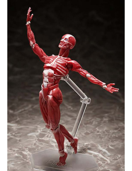 HUMAN ANATOMICAL MODEL FIGMA AF