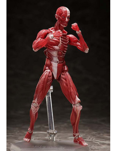 HUMAN ANATOMICAL MODEL FIGMA AF